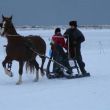 Het paard 'op scherp'