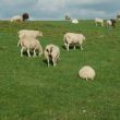 impressies  Ameland (natuur)